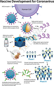 腺病毒冠状病毒疫苗开发插画