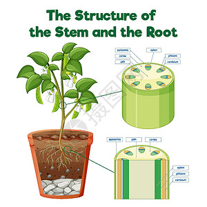 茎和袋鼠的结构生理细胞剪贴卡通片学习环境图表插图车辆夹子背景图片