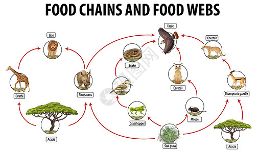 生活水平食物网和食物链图的生物学教育海报学习生活绘画生物动物科学食草动物群食肉意义插画