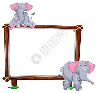 2个大象素材白色背景上有两只大象的空横幅插画