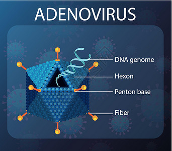 病毒图标背景上的腺病毒结构图绘画插图横幅感染微生物学图表学习疾病药品基因组插画