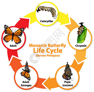 Butterfl 生命周期图高清图片