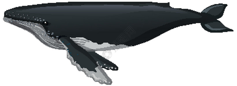 在白色背景上孤立的卡通风格的鲸鱼背景图片
