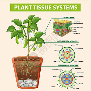 显示植物组织系统的图表生活卡通片环境旅行细胞科学车辆生物夹子表皮背景图片