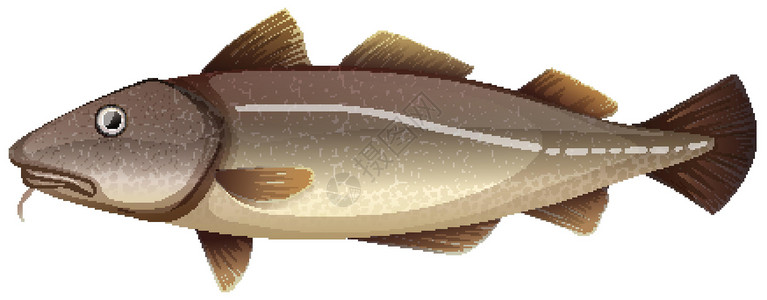 白色背景上的棕色鱼背景图片