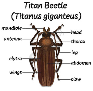 科学泰坦甲虫解剖背景图片