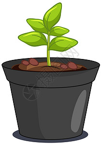 盆栽特写植物在盆栽分离物中的特写视图设计图片
