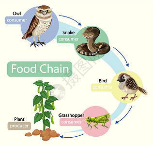 动物图素材食物链图概念图表环境动物园荒野绘画森林生物学习生物学卡通片插画