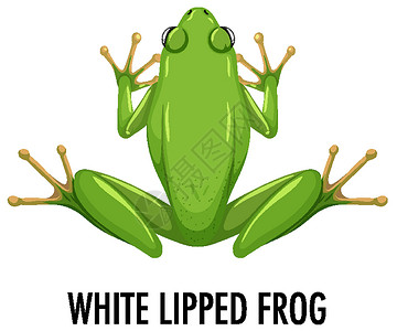 孤立在白色背景上的白唇青蛙插图生理科学两栖动物卡通片嘴唇动物群环境学习背景图片