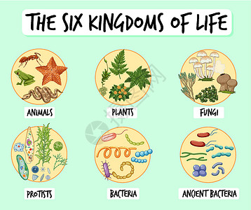 动物素材资料六大国度资料海报菌类教育意义生物信息绘画图表生活插图生物学设计图片