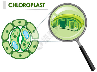 显示植物细胞上叶绿体的图表设计图片