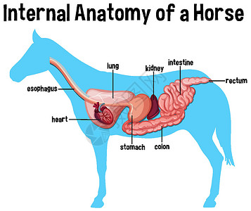 熏马肠马的内部解剖与标签字体器官细胞动物学冒号插图卡通片病理夹子生物设计图片