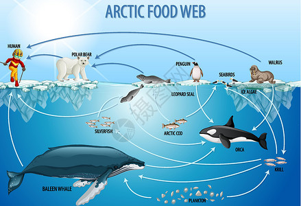 生活水平提高食物网图的生物学教育海报海洋插图存活科学卡通片企鹅浮游植物生活生物插画