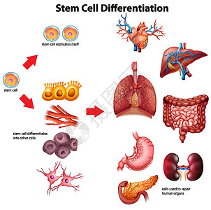 干细胞分化图插画