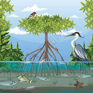 沙巴红树林白天的红树林场景与动物插画