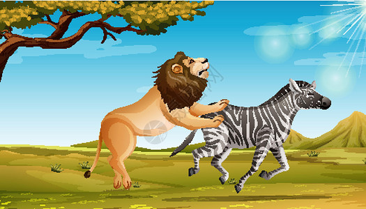 打架斑马野生狮子狩猎斑马在大草原 fiel插画