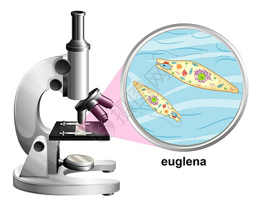白色背景下眼虫解剖结构的显微镜背景图片