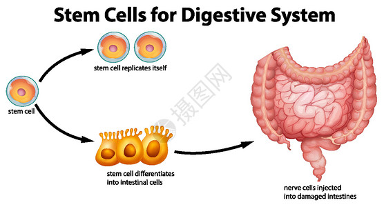 消化系统干细胞插画