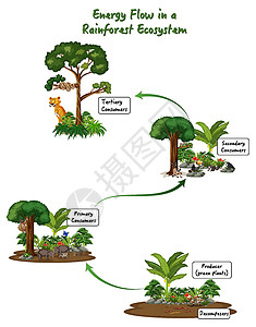 动物p图素材雨林生态系统图中的能量流生活热带荒野动物消费者木头图表科学教育生物插画