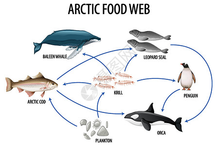 吃寿司的企鹅食物网图的生物学教育海报动物群卡通片动物存活植物绘画企鹅海洋生物生活设计图片