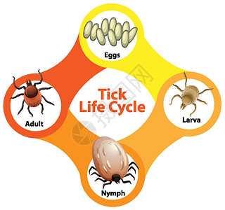 动物图显示 Tic 生命周期的图表插画