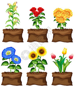盛开喇叭花白色背景上棕色袋子里的美丽花朵蔬菜喇叭花玫瑰热带场景食物玉米园艺卡通片花瓣设计图片