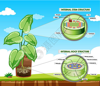 显示茎和根结构的图表运输插图生物艺术生物学环境皮层中枢绘画夹子背景图片