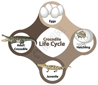 动物图鳄鱼生命周期图设计图片