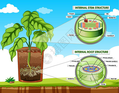 显示茎和根结构的图表科学车辆剪贴中枢绘画皮层教育病理夹子生活背景图片