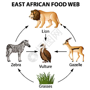 动物图东非食品网络信息图插画