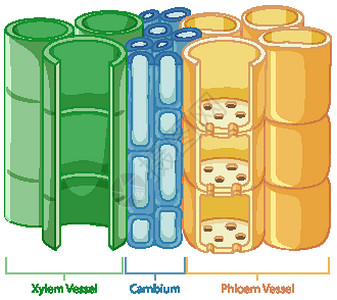 植物维管组织系统示意图解剖学夹子病理血管生理插图教育微生物学生活运输插画
