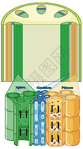 植物维管组织系统示意图运输生活解剖学艺术教育生物学细胞病理环境夹子插画