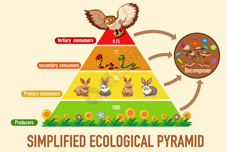 生活水平科学简化的生态金字塔剪贴捕食者信息插图意义卡通片动物生物绘画生物学插画