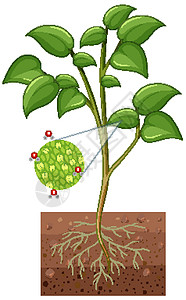 根显示在白色背景上分离的植物的气孔和保卫细胞的图设计图片