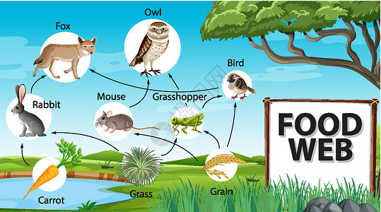 生活水平森林背景下的食物链图概念制作人木头图表插图生态动物环境荒野丛林热带插画