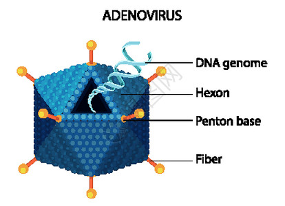 白色背景上的腺病毒结构图绘画邻体纤维卡通片信息插图图表夹子医疗艺术插画