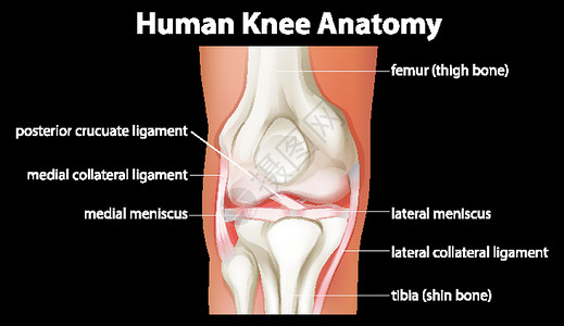 胫骨人体膝关节解剖图膝盖科学微生物学药品生理病理股骨学习夹子插图设计图片