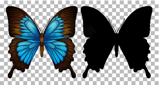 蝴蝶及其在透明背景上的剪影卡通片生物漏洞绘画插图夹子黑色蓝色昆虫动物背景图片