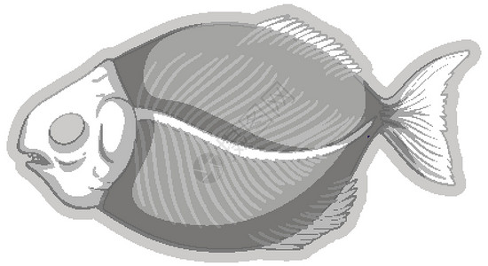 白色背景上的鱼化石骨架高清图片