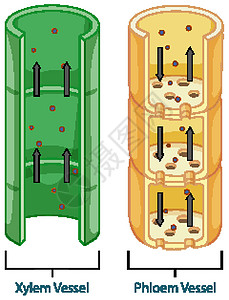 植物维管组织系统示意图卡通片血管生理绘画微生物学艺术生物学解剖学病理图表插画