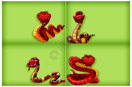 具有纯色和红色蛇的背景模板插图动物群环境爬虫动物园卡通片生物空白绿色绘画背景图片