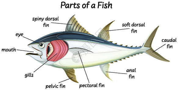 fis 的科学内部解剖鲭鱼学习生物教育动物意义眼睛图表信息病理背景图片