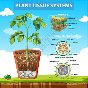 显示植物组织系统的图表车辆教育生物学中枢剪贴卡通片生活艺术环境病理背景图片