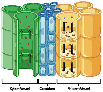 植物维管组织系统示意图插图解剖学病理教育学习艺术生活图表微生物学运输插画