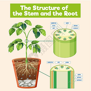 茎和袋鼠的结构运输生理生活病理科学生物绘画生物学细胞微生物学背景图片
