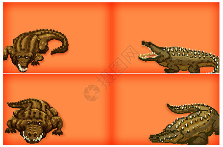 具有纯色和鳄鱼的背景模板设计卡通片动物群动物园空白橙子动物野生动物插图环境艺术背景图片