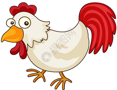 鸡卡通公鸡宠物羽毛母鸡动物群剪裁红色动物尾巴白色背景图片
