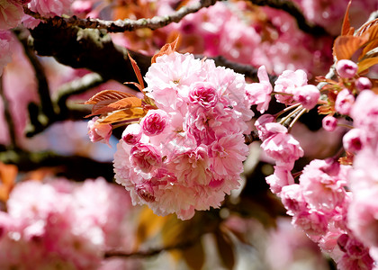 在春夜的温暖夜晚 粉红色花枝开花叶子樱花绿色公园植物粉色季节植物群白色花朵背景图片