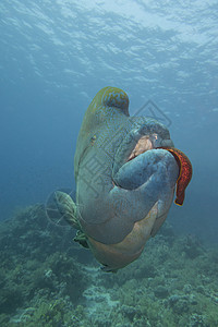 珊瑚礁鹦嘴鱼特写了大片的凝固汽油球 折叠着食用墨水动物浮潜蓝色荒野嘴唇游泳珊瑚男性野生动物动物群背景