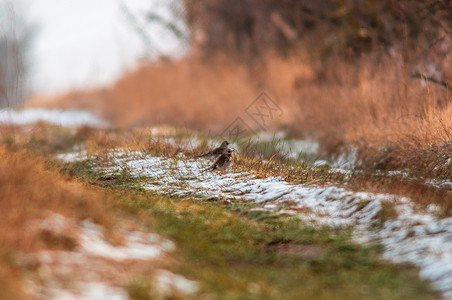 Fieldfare 观察自然并留意食物动物群荒野灰色尾巴动物生活季节棕色栖息鸟类背景图片